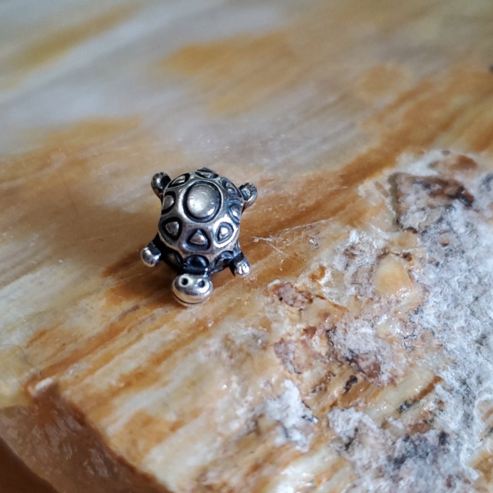 Pandora turtle